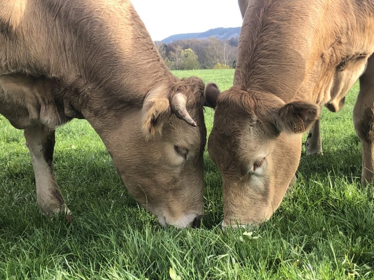 03FFD699 798B 45CA 982E 7588813C706B 768x576