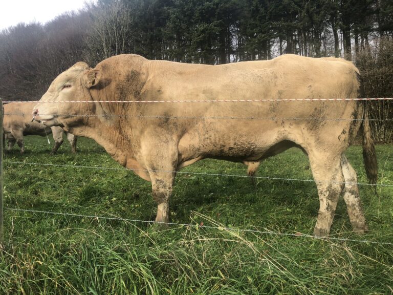 C6FDCE1A 00C6 4447 981B 74326E37D062 768x576