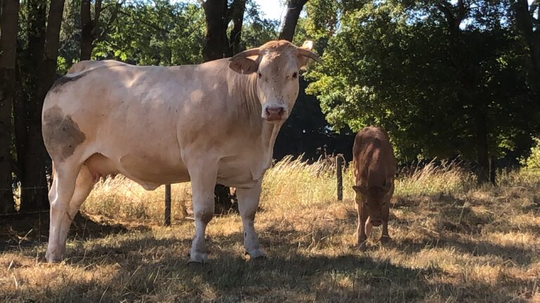 C9DEF0DF CC8F 4AE2 B187 7E8FFBF8F7E0 768x432