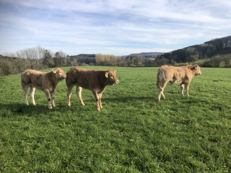 DCA35214 2609 4AB1 9264 99D54F560CF7 768x576