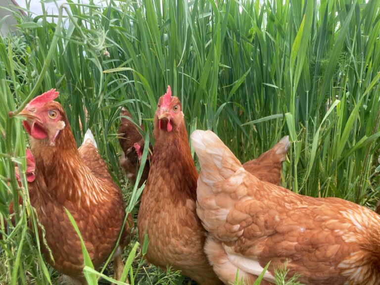 WhatsApp Image 2023 05 30 at 15.05.481 768x576