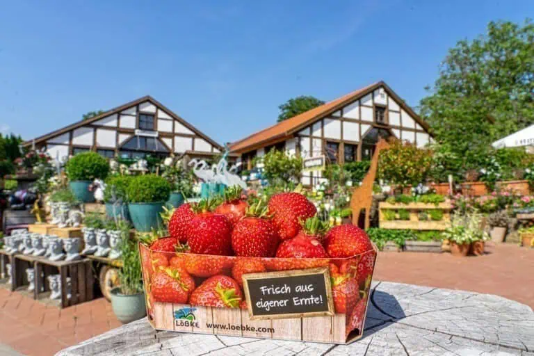 Hofansicht mit Erdbeeren DSC06332 768x512