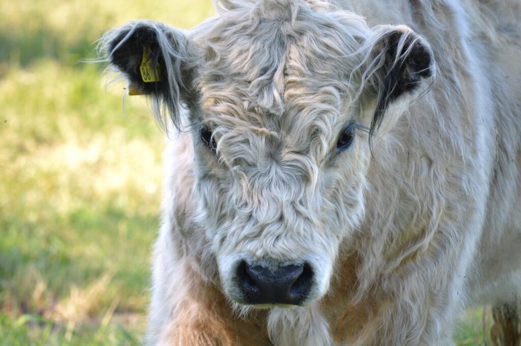 Galloway auf der Wiese