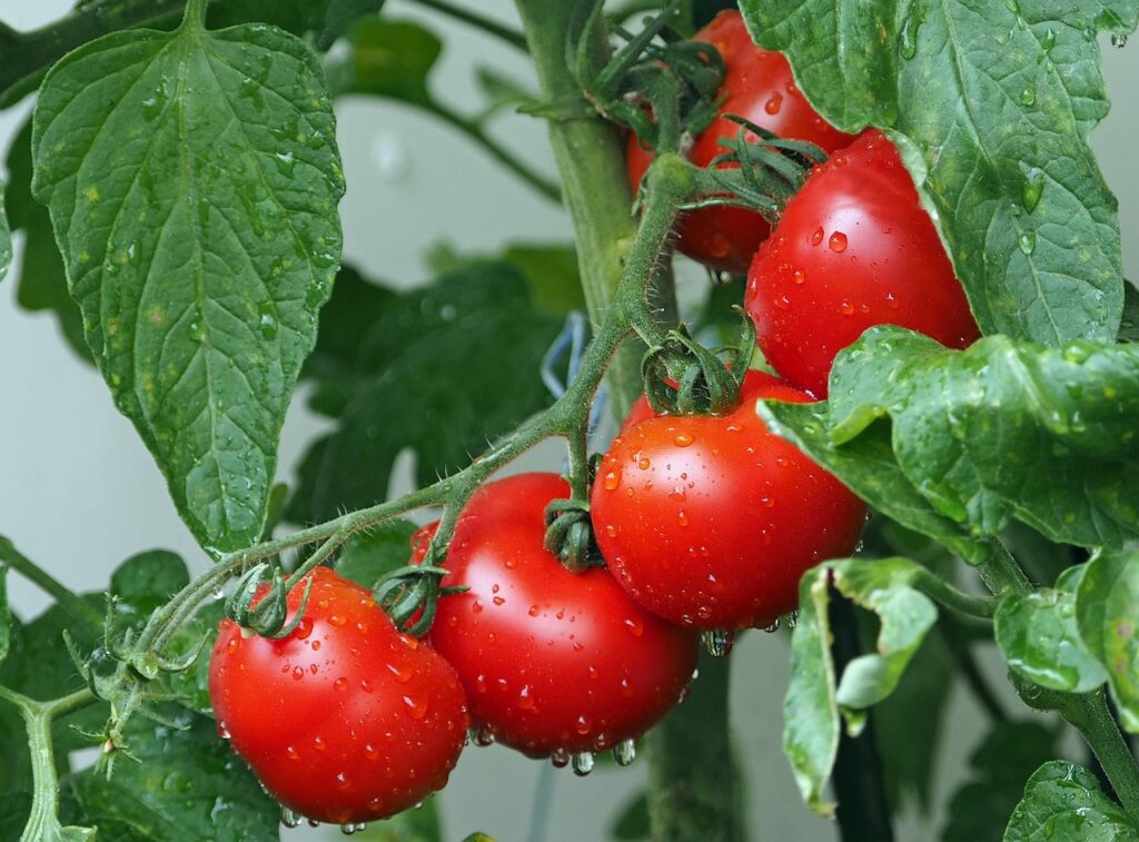 Tomaten an Pflanze