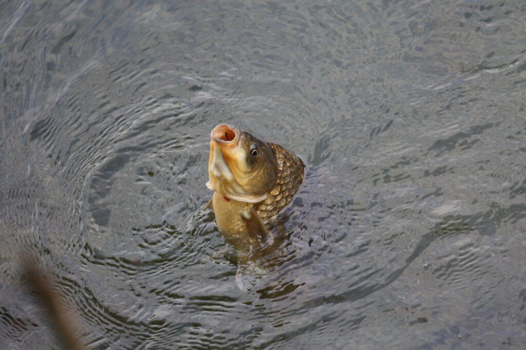 Karpfen im Wasser