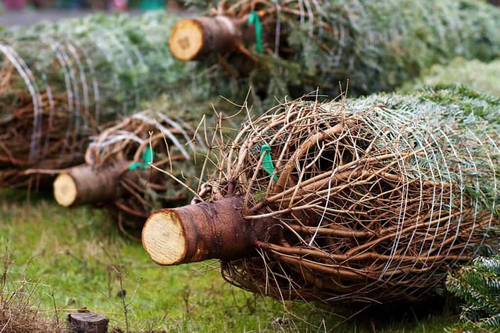 Geschlagene Weihnachtsbäume im Netz