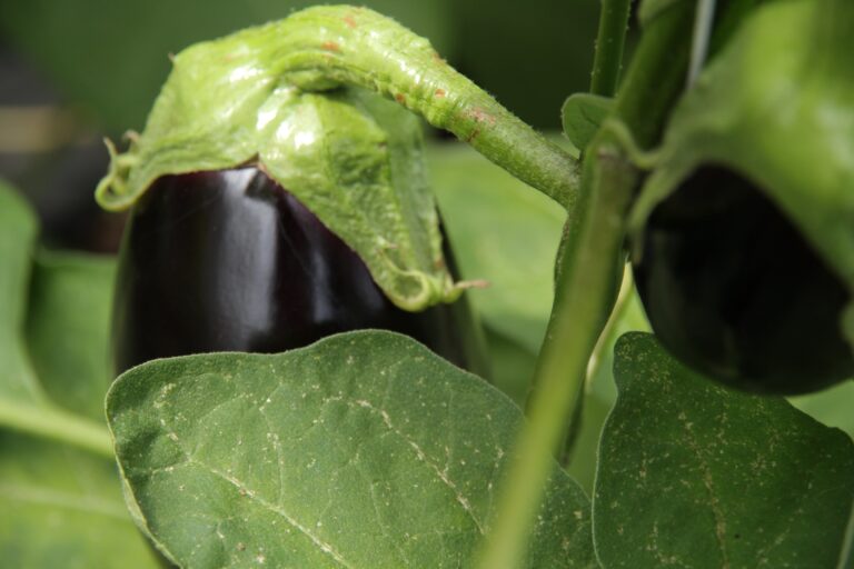 IMG 4291 min 768x512