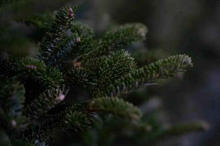 weihnachtsbaum tanne 768x510