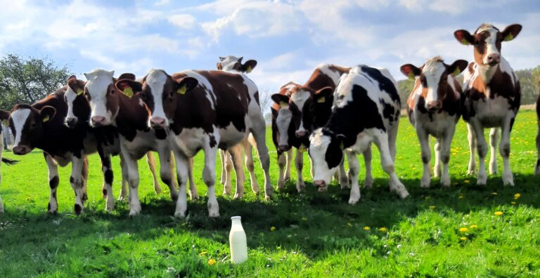 kalf en melkfles 768x396