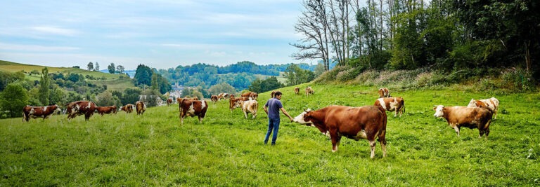 farmer cows 2025 02 1 lg 768x267