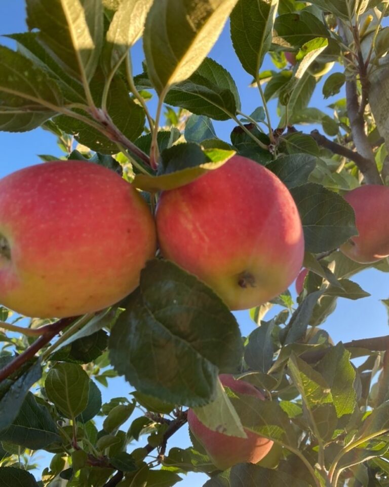 Äpfel Äpfel